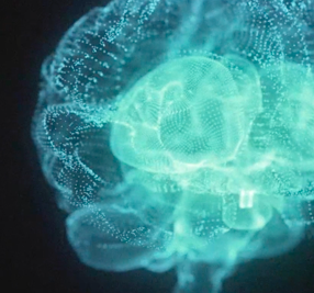 brain